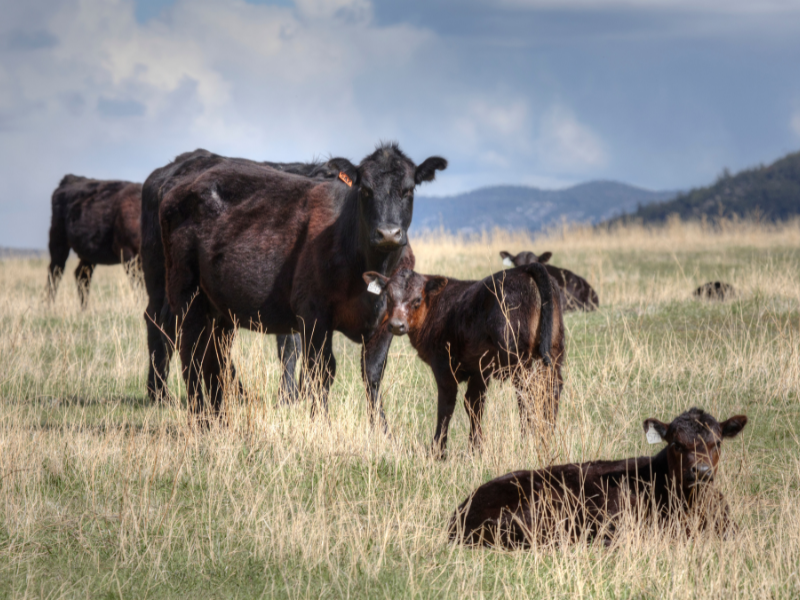 Angus Cattle