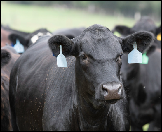 Angus Cow