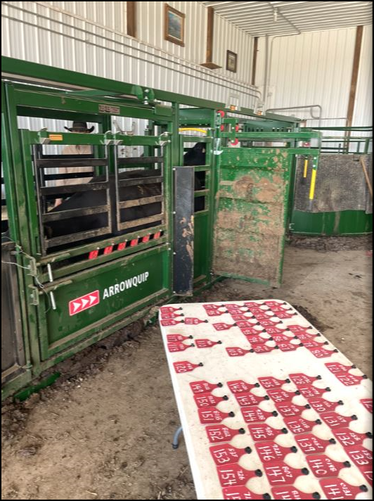 Cattle Chute