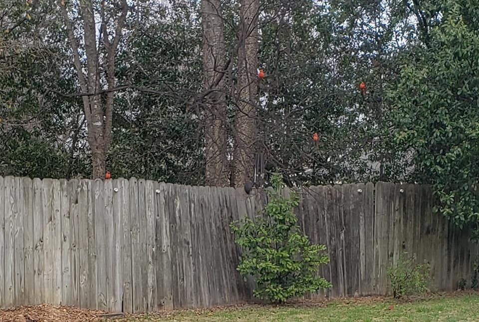 A wooden fence with trees in the background