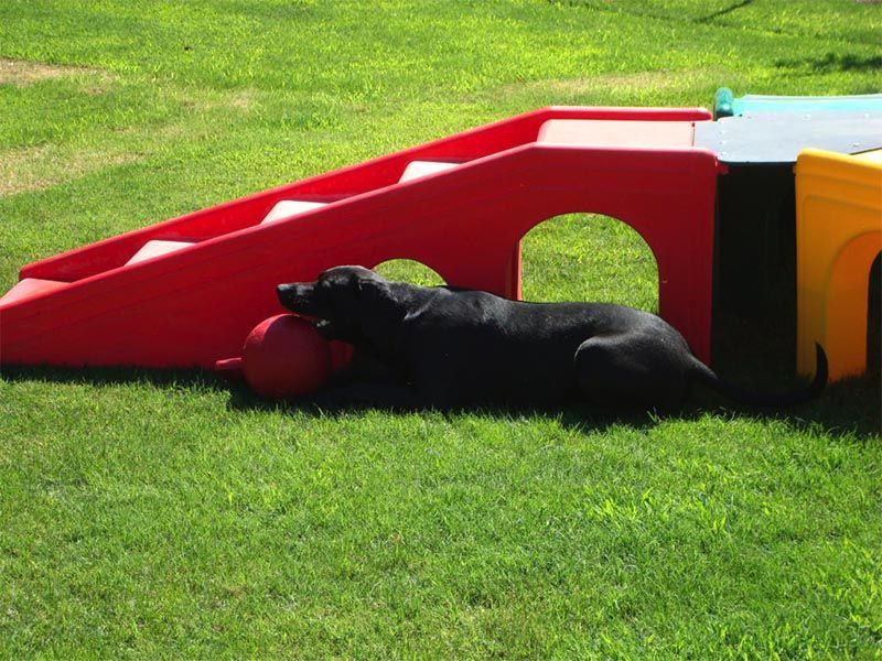 Black dog lying on grass beside a red-and-orange play structure with a red ball