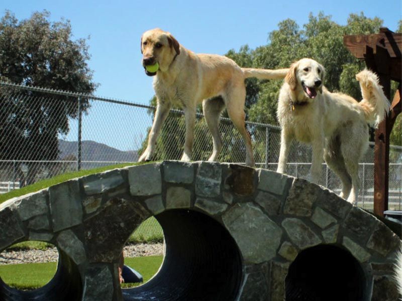 Two dogs standing on a stone arch bridge in a sunny park