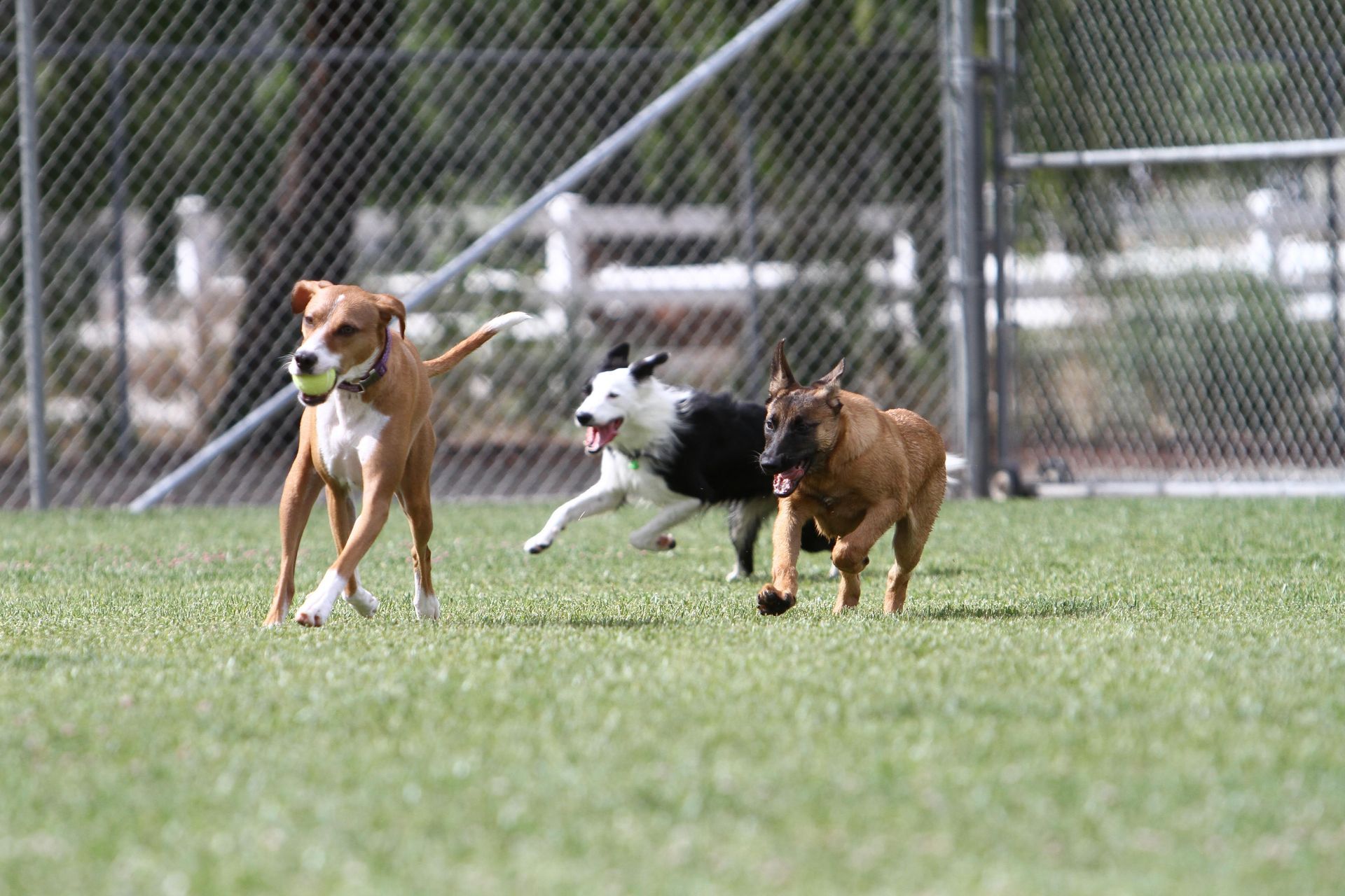 Dogs swimming in a pool with a handler, other dogs watching from the deck, at an outdoor dog park
