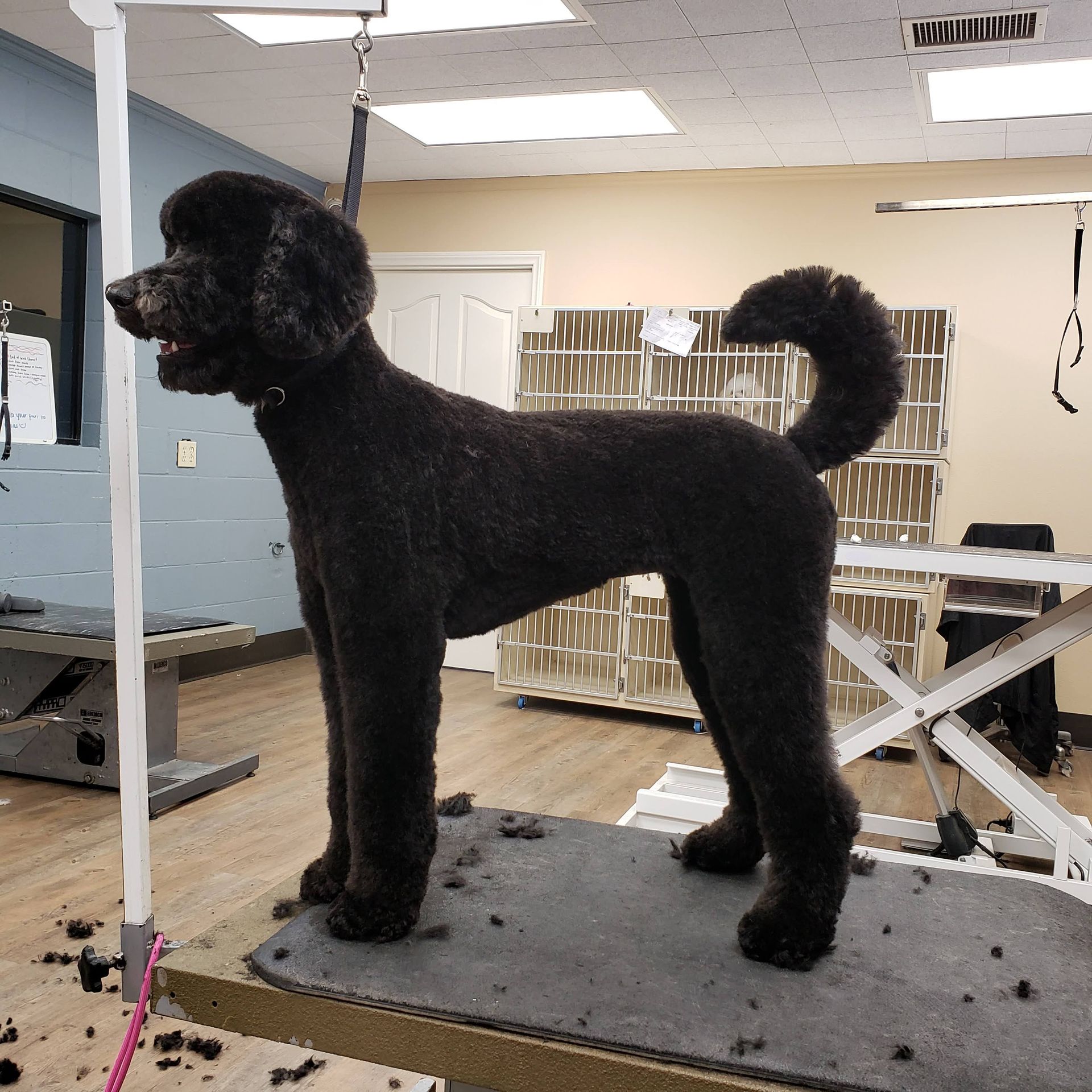 Gray dog standing on a grooming table with tongue out, being held by a groomer in a salon. Gray dog standing on a grooming table with tongue out, being held by a groomer in a salon.