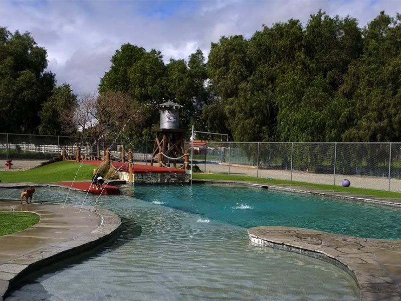 Outdoor swimming pool with clear blue water, diving platform, and trees behind a chain-link fence Outdoor swimming pool with clear blue water, diving platform, and trees behind a chain-link fence