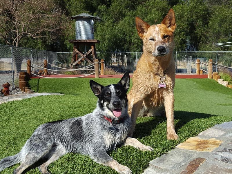 Two dogs resting on a sunny lawn, one black-and-white in front and one tan behind, with a fence and water tower in back