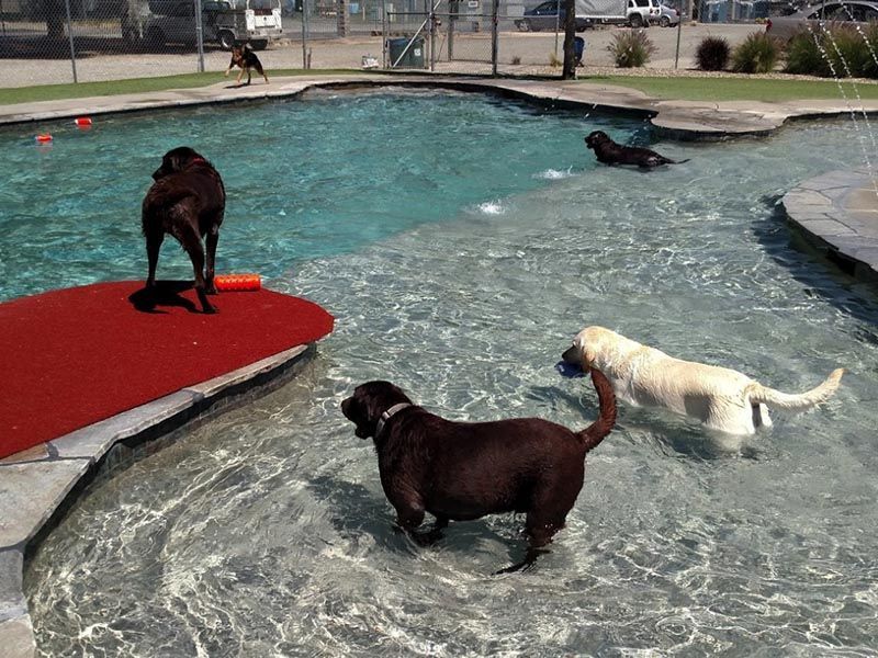 Dog leaping at a fountain in a park, with water spraying into a shallow pool. Dog leaping at a fountain in a park, with water spraying into a shallow pool.