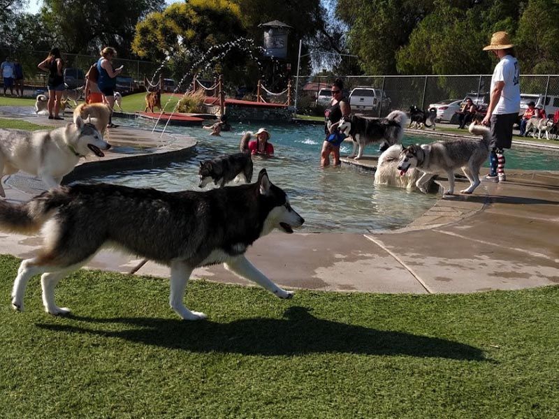 Dogs playing in a shallow park splash pad with people nearby on a sunny day Dogs playing in a shallow park splash pad with people nearby on a sunny day