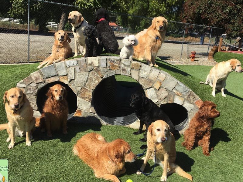 Several dogs on and around a stone agility tunnel in a fenced outdoor park Several dogs on and around a stone agility tunnel in a fenced outdoor park