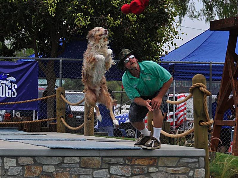 Dog standing upright beside trainer on stage at an outdoor event Dog standing upright beside trainer on stage at an outdoor event