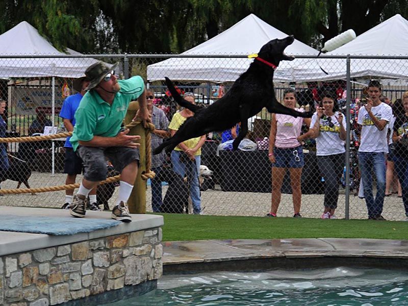 Black dog leaps over a pool while a handler stands by, with spectators watching behind a fence. Black dog leaps over a pool while a handler stands by, with spectators watching behind a fence.