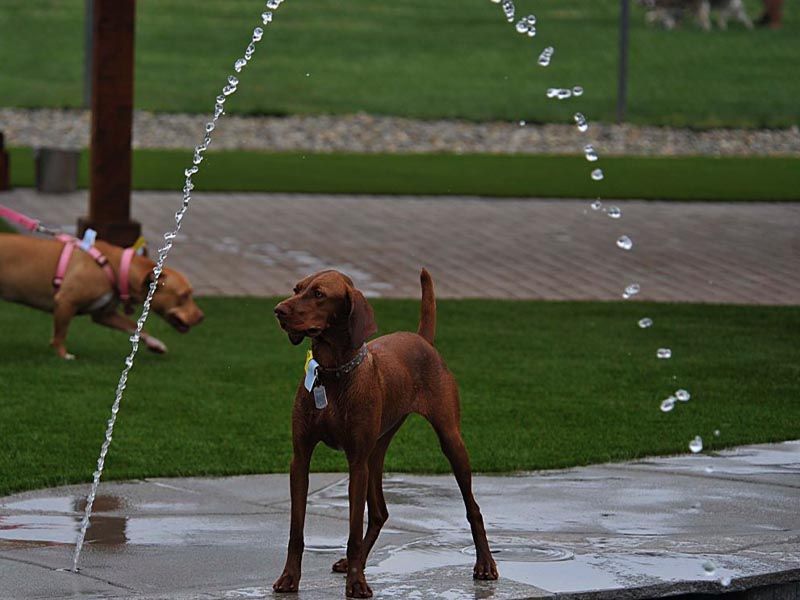 Two brown dogs near fountain jets on wet pavement in a park Two brown dogs near fountain jets on wet pavement in a park