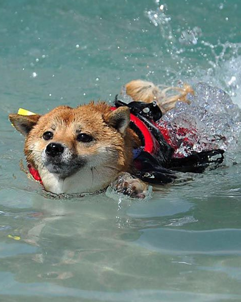 Two dogs splashing and leaping in a backyard pool by a stone patio Two dogs splashing and leaping in a backyard pool by a stone patio