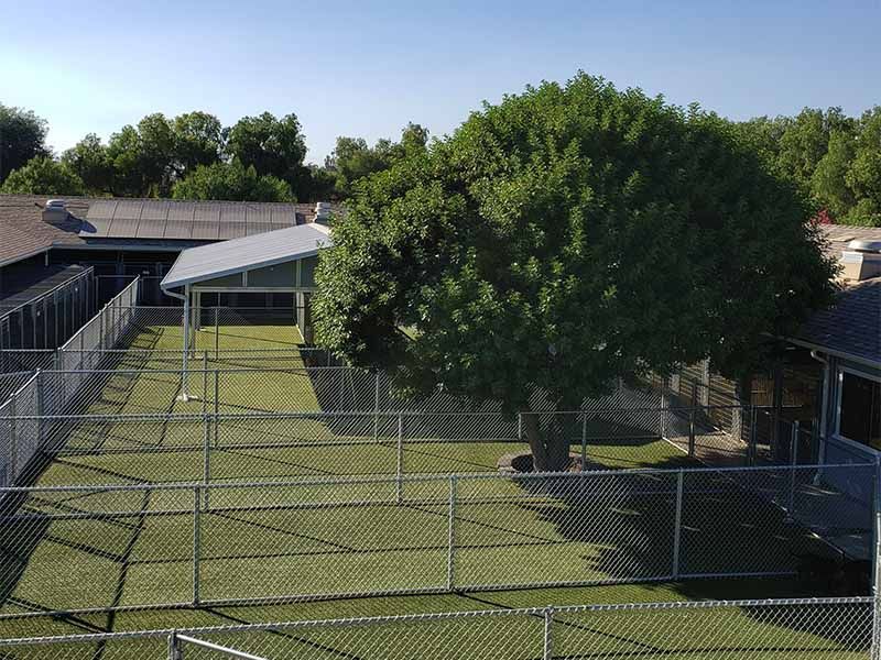 Chain-link fenced yard with a large tree, grassy field, and low buildings under a clear sky
