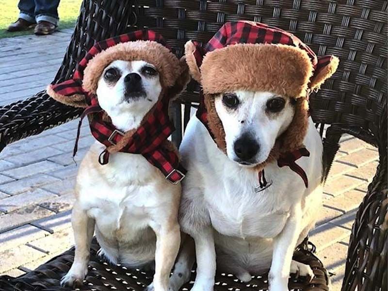 Two small dogs in matching plaid hats and coats sitting side by side on a sidewalk