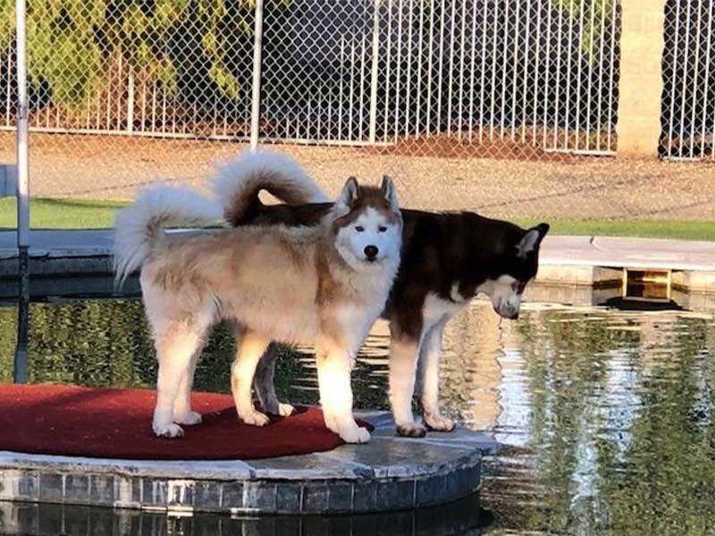 Two fluffy dogs standing on a red platform by a reflective pool outdoors
