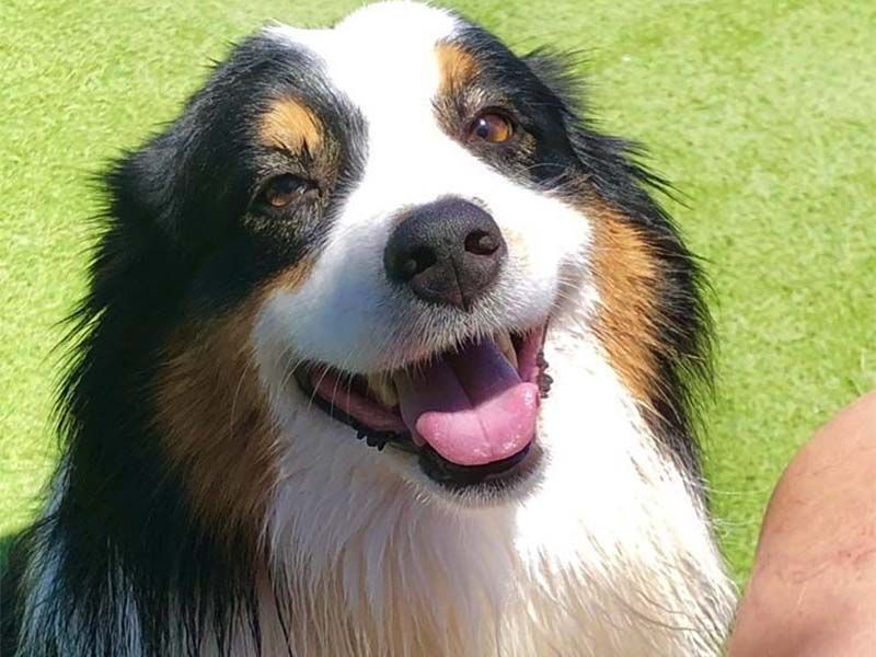 Black, white, and tan dog smiling on grass with its tongue out