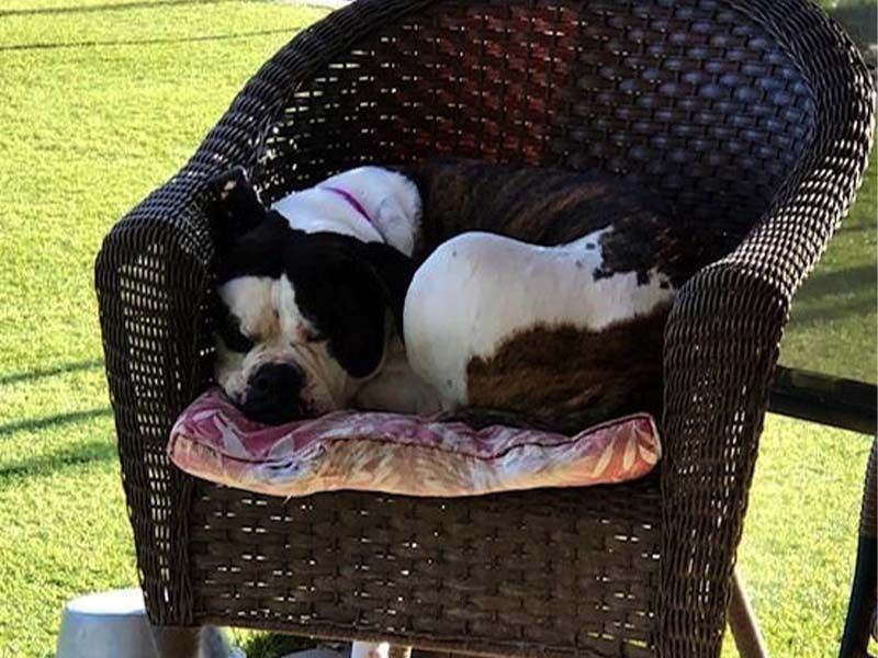 Black-and-white dog curled up on a cushioned wicker chair outdoors on grass