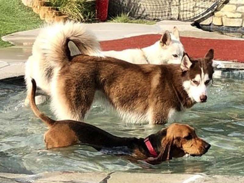 Three dogs wade and swim in a backyard pool, including a brown dog and a white husky.