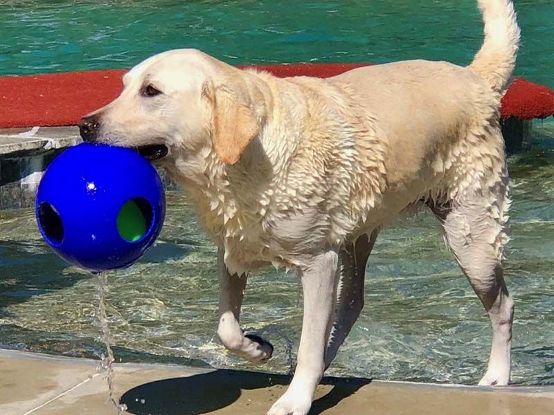 Yellow dog standing in a shallow pool, holding a blue ball in its mouth