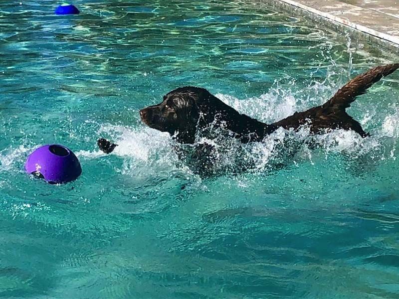 Black dog swimming in a pool, splashing toward a purple float ball