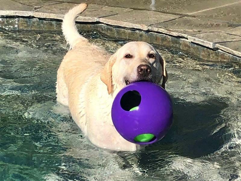 Yellow lab in a pool holding a purple ball in its mouth