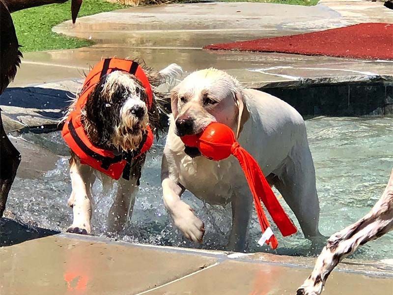 Two dogs in life jackets play at the edge of a shallow pool, one holding a red toy.