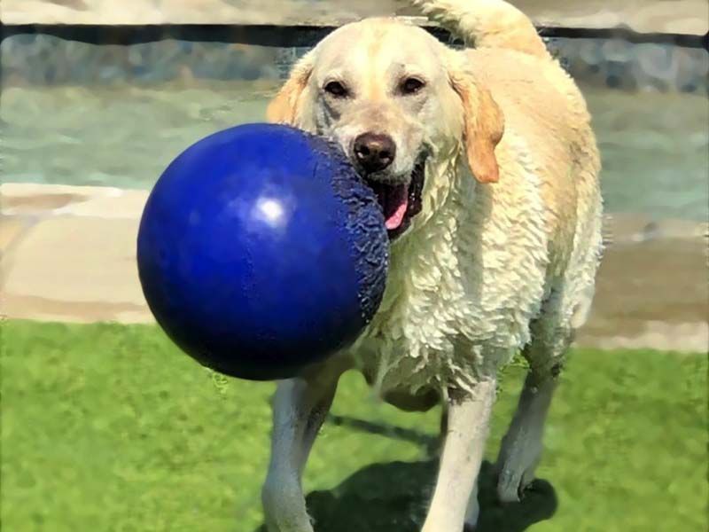 Golden retriever carrying a blue ball on a grassy field