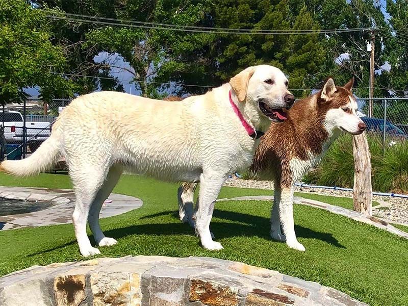 Two dogs standing on a rock in a sunny yard, a white dog with a pink collar beside a brown-and-white dog