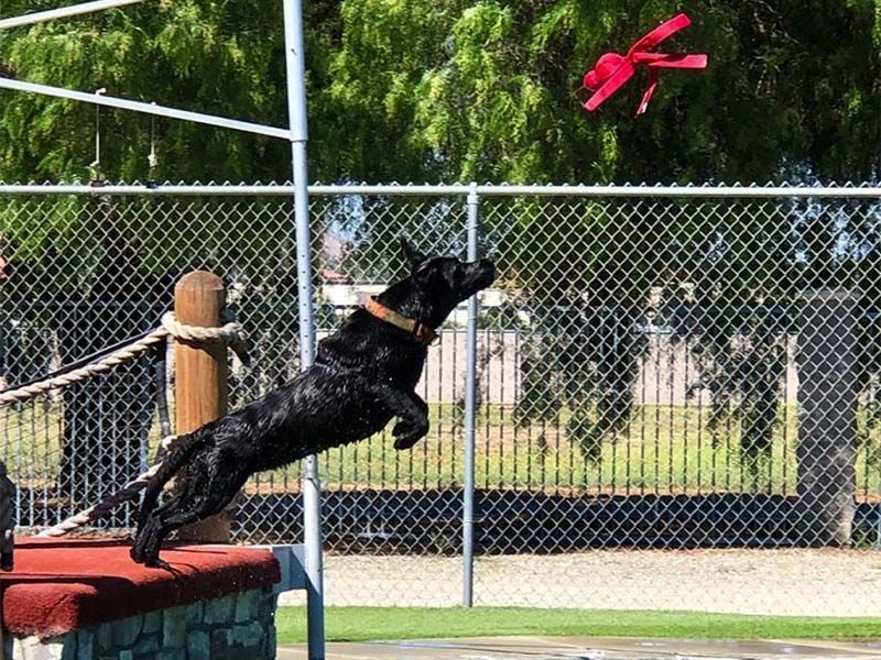 Black dog leaps to catch a pink toy in a fenced outdoor park.