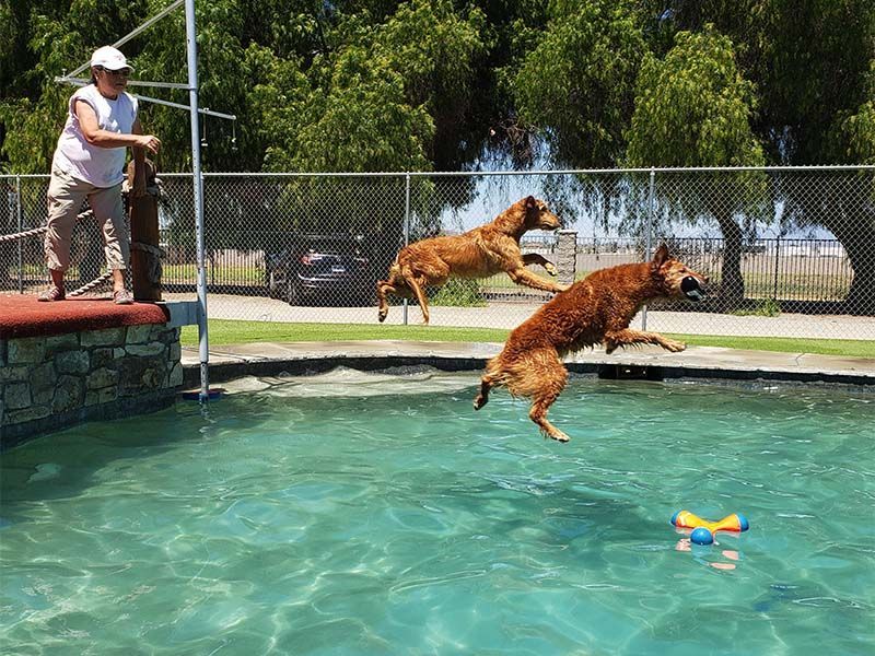 Two brown dogs leap into a pool while a person stands by the diving platform. Two brown dogs leap into a pool while a person stands by the diving platform.
