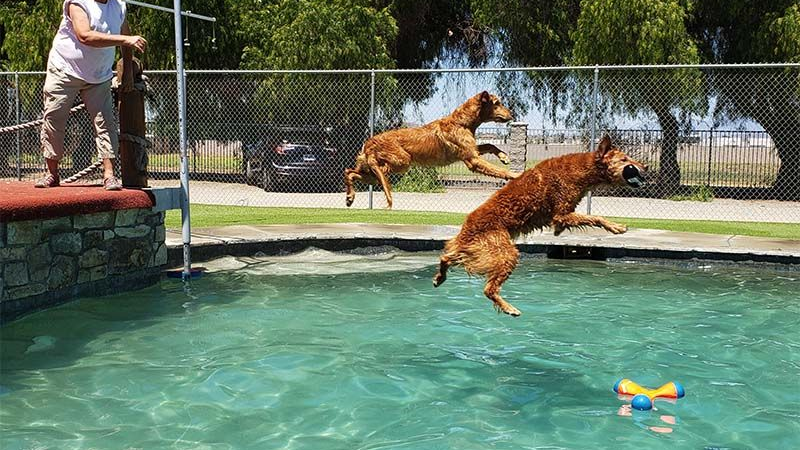 Two wet dogs sitting on a red deck beside turquoise water