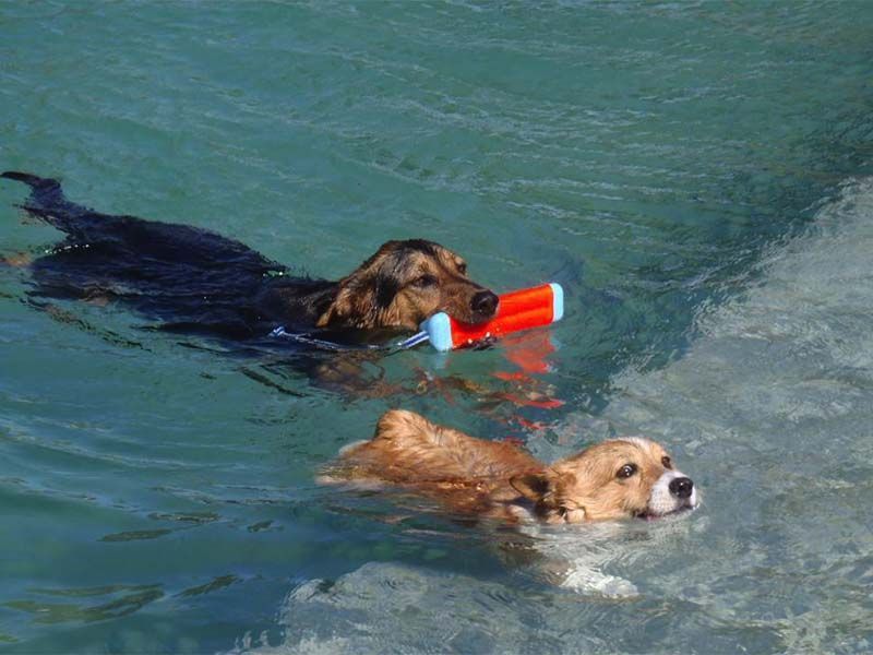 Brown-and-white dog splashing through a backyard pool, mid-leap with water spraying around it. Brown-and-white dog splashing through a backyard pool, mid-leap with water spraying around it.