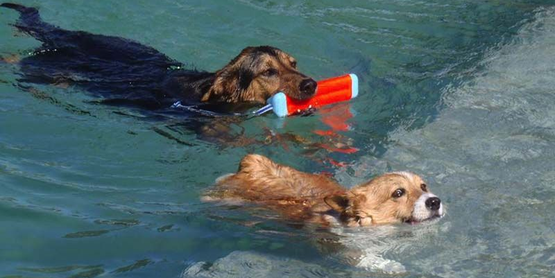 Two dogs swimming in water, one carrying an orange toy in its mouth Two dogs swimming in water, one carrying an orange toy in its mouth