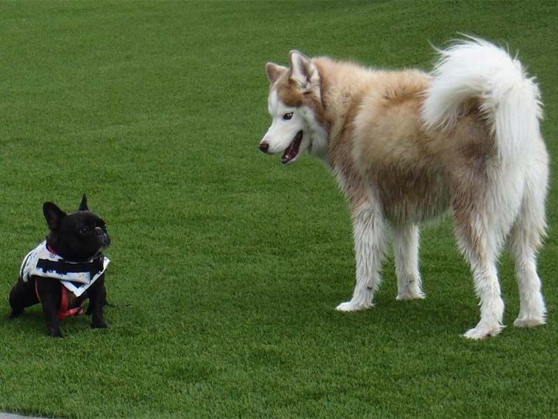Small black dog and larger white husky facing each other on a grassy field. Small black dog and larger white husky facing each other on a grassy field.