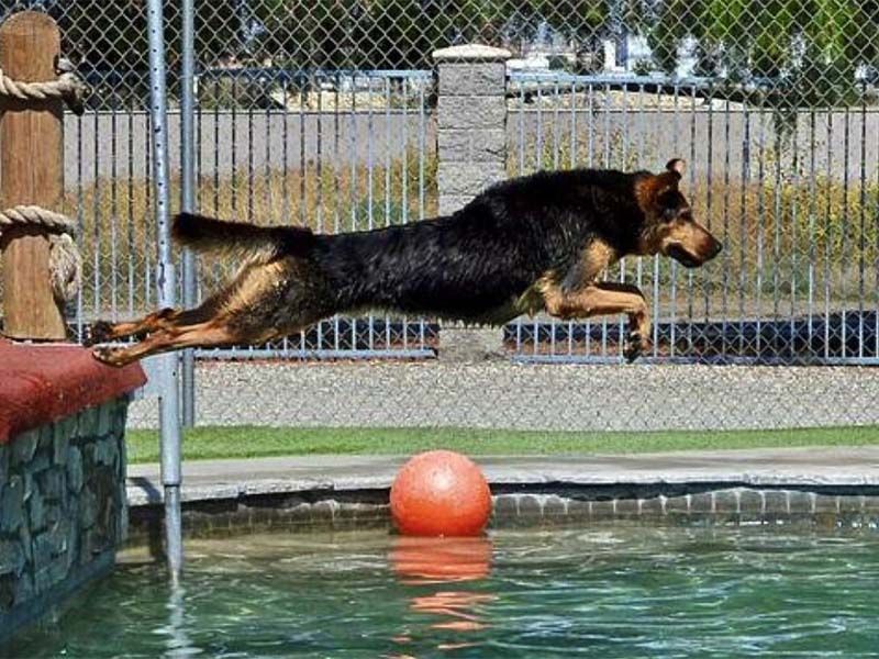 Dog leaping over a pool edge into the water, with an orange ball floating nearby. Dog leaping over a pool edge into the water, with an orange ball floating nearby.