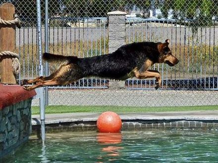 Dog leaping over a pool edge into the water, with an orange ball floating nearby.