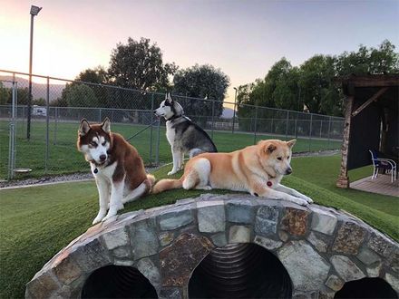 Three dogs on a stone culvert in a grassy park at dusk, with a fence and shelter in the background