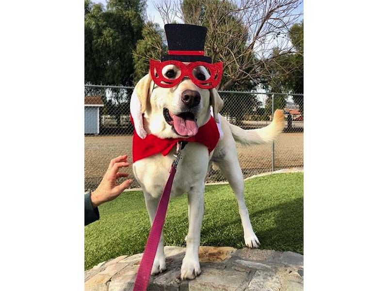 Dog in red glasses and top hat, with a red bow tie, standing outdoors on a stone ledge. Dog in red glasses and top hat, with a red bow tie, standing outdoors on a stone ledge.