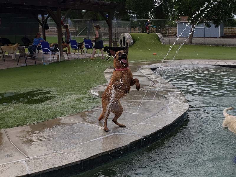 Dog leaping to catch a stream of water at a park fountain beside a pool Dog leaping to catch a stream of water at a park fountain beside a pool