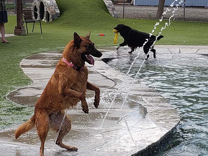 Two dogs leap and play in a backyard pool, one brown and one black with a toy. Two dogs leap and play in a backyard pool, one brown and one black with a toy.