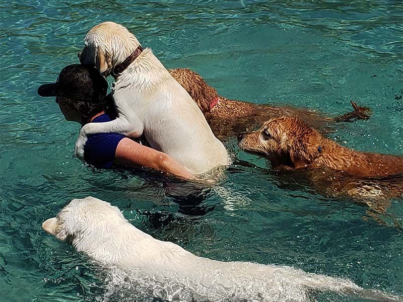 Three dogs playing in turquoise water with a person in a blue shirt Three dogs playing in turquoise water with a person in a blue shirt