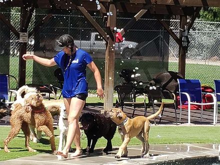 Woman in blue shirt walking three dogs on leashes in a sunny park area