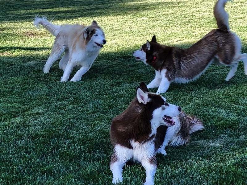Two dogs sharing a blue ball on grass, one cream-colored and one brown