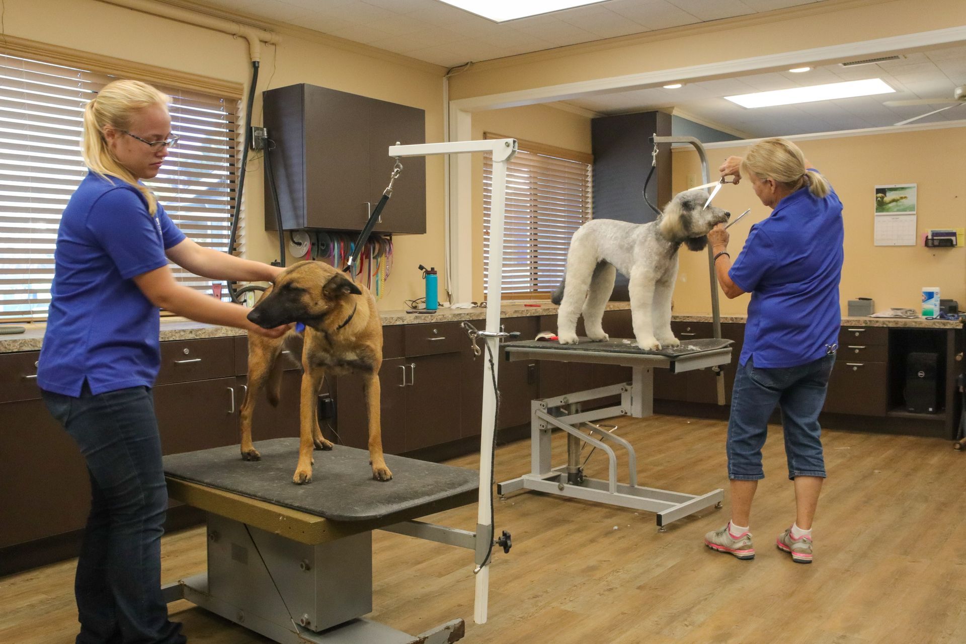 Veterinary clinic with staff examining animals on grooming tables in a bright room