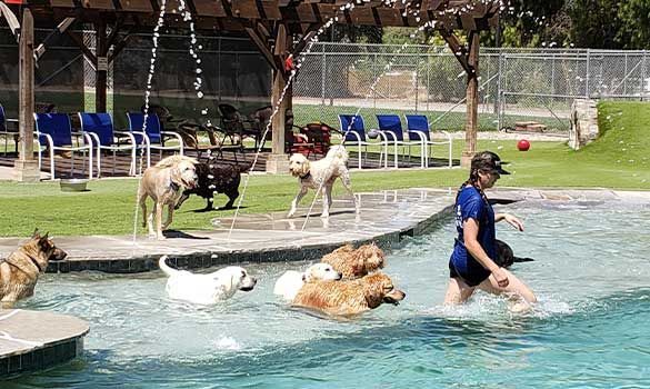 Dogs swimming in a pool with a person in blue, outdoors near chairs and a fence