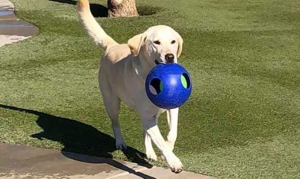 Yellow Labrador carrying a blue ball while walking on grass