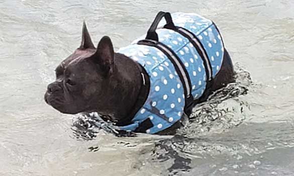 Black French bulldog in a blue polka-dot life jacket swimming in shallow water