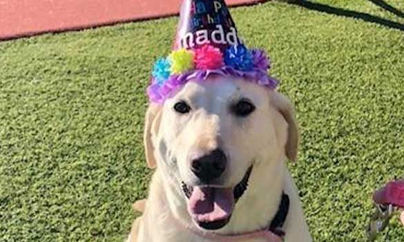 White dog wearing a colorful party hat on grass, looking at the camera with mouth open