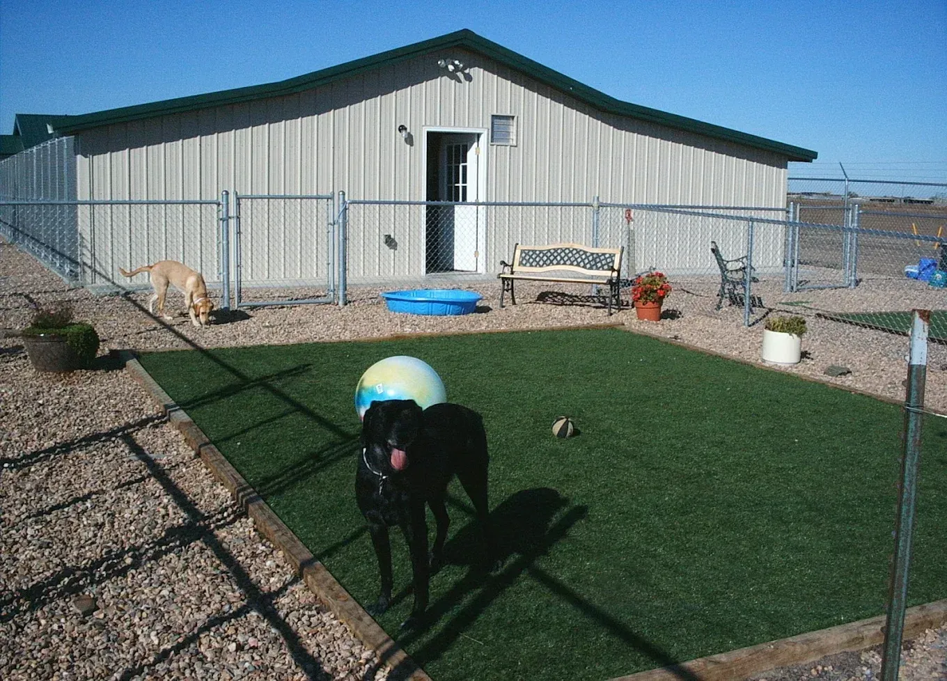 Dogs in a fenced play area with artificial turf, building in the background.